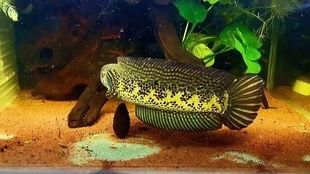 雷姐吃八瓜鱼,美食之旅新篇章