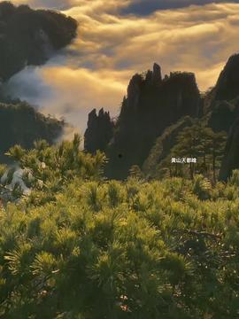 今日头条黄山采茶,茶香四溢迎客来