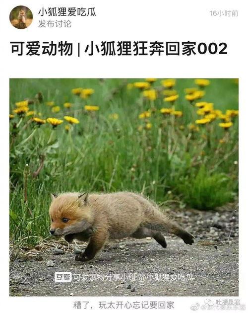 狐狸在线吃瓜,揭秘网络热点背后的趣味与真相