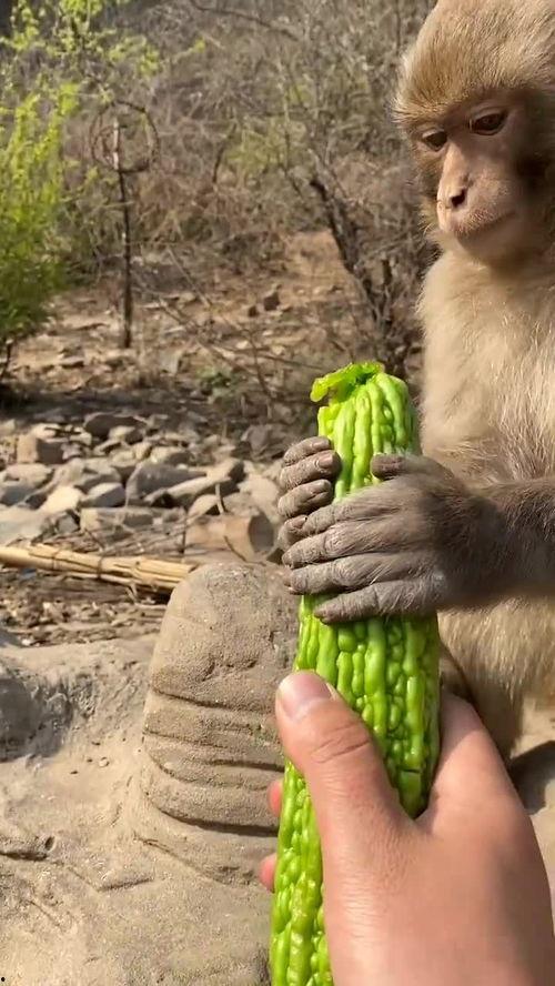 吃瓜博主猴子,带你领略娱乐圈幕后风云