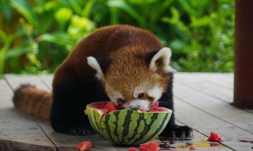 吃瓜的动物是什么,自然界中那些热衷“吃瓜”的动物们