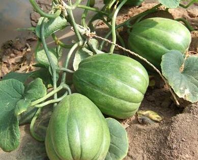 这个夏天提前吃瓜